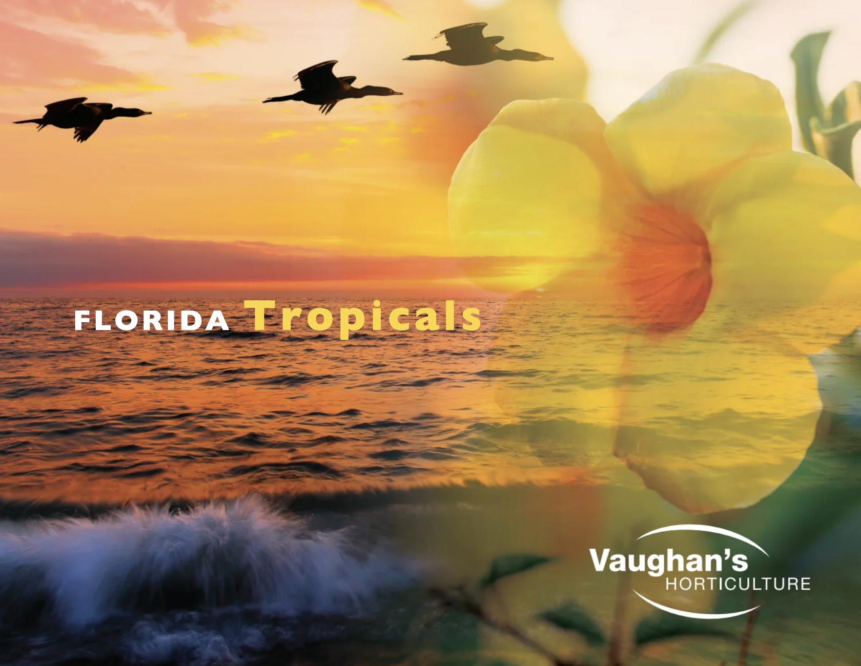 2019 Florida Tropicals catalog